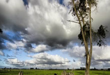 [德甲]凯恩进球 拜仁客场不敌波鸿.